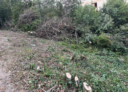 Кто будет нести ответственность? Десяток деревьев вырубили в Мысхако