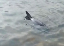 От чего в Черном море массово гибнут дельфины: у ученых есть свое предположение 
