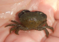 «Американцы пробрались» на территорию русского моря: их обнаружили у берегов Кубани