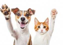 Нервный срыв хозяина может довести до сердечного приступа питомца