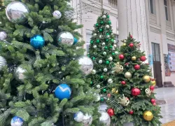 Главное не на мусорку: куда жителям Новороссийска деть новогоднюю ёлку 