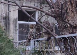 Среда без проблем: Тельцам проявить гибкость а Девам – набраться терпения