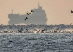 Пеликаны у берега Новороссийска: шесть редких птиц заметили на острове Суджук