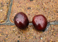 Спутники сегодняшнего дня - зонты: в субботу в Новороссийске весь день будет идти дождь