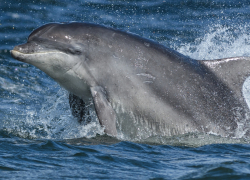 Потеряв 160 собратьев у берегов Сочи, дельфины перебрались к Новороссийску и Геленджику