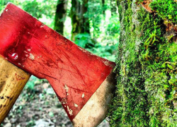 Незаконная вырубка деревьев произошла в Новороссийске