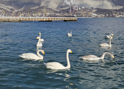 Погода в Новороссийске: каким будет первый весенний день