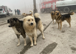 Мальчик с откушенным лицом: Кубань стала лидером по нападению собак на людей 