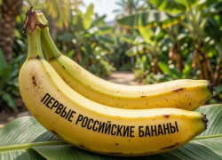 Россия выращивает бананы: первый сочинский урожай отправили в лабораторию Новороссийска