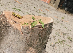 Рано радовались: новороссийцы сообщают о вырубке здоровых деревьев в парке Фрунзе