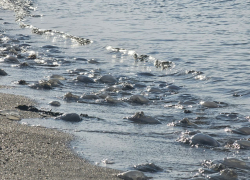 Весь берег в трупах: Черное море выбрасывает медуз