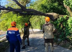 Новороссийск борется с последствиями штормового ветра: упавшее дерево повредило теплотрассу 