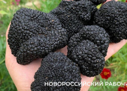 Разрешение на сбор краснокнижных грибов выдадут через Госуслуги с 2027 года  