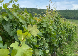 Пассажиры с розовыми щёчками: РЖД запускает тур к виноградникам Новороссийска