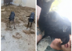 Волонтеры Новороссийска против нового мастера участка на “Полигоне”