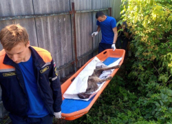 Истекающую кровью собаку достали из канавы спасатели Новороссийска