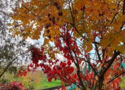 Дежурный по городу: что произошло в Новороссийске за сутки 27 октября