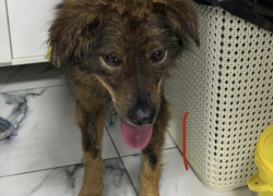 Собака из Новороссийска, ставшая заложником бутылки, оказалась вновь на улице 