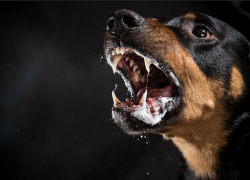 В Усть-Лабинске ротвейлер загрыз свою хозяйку: что нужно знать новороссийцам о породе 