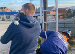 Семейство кошачьих устроило флешмоб от Новороссийска до республики Хакасии