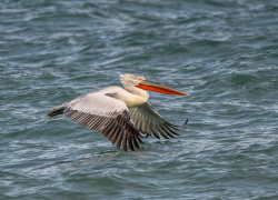 Гоголь и пеликаны: какие необычные птицы прилетели зимовать в Новороссийске 