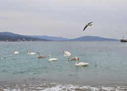 Становится все холоднее: зимняя суббота в Новороссийске