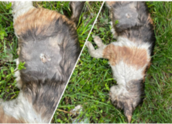 Пропавшую из ветклиники кошку нашли мертвой 