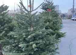 Сколько стоит ёлка и чем грозит торговля без документов: рейды в Новороссийске