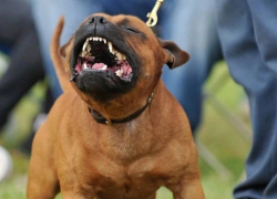 Стало известно, почему новороссиец избил фельдшера