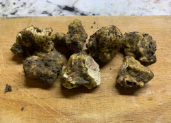 Ученые «откопали» в Краснодарском крае изысканный деликатес - белый и черный трюфели