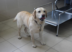 Лабрадор Дик помог задержать злоумышленника в Новороссийске