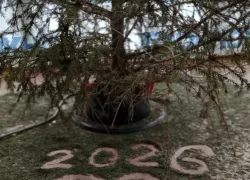 Новороссийцам назвали пункты приема елок