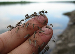 Комары занесли в Новороссийск смертельно-опасный вирус, против которого нет вакцины