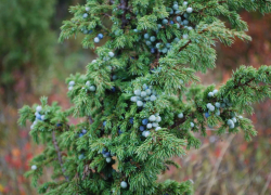 "Черные лесорубы" уничтожили 8 деревьев краснокнижного можжевельника в Новороссийске 
