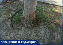 Новороссийцы бьют тревогу: деревья в городе умирают без полива