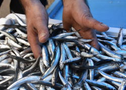 600 рублей за килограмм: "золотую" хамсу продают в Новороссийске 