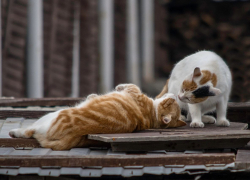 Погода в Новороссийске: в город возвращается тепло?