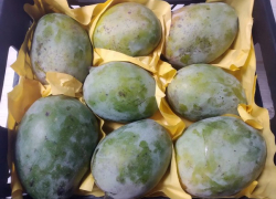 Манго с мухами из Египта не пропустили в порту Новороссийска