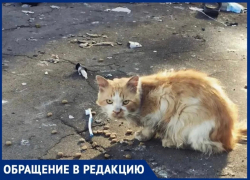 Волонтеры Новороссийска просят помощи в спасении животных из зоны СВО
