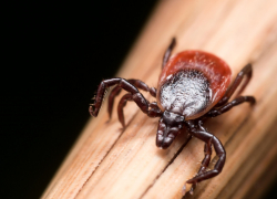 Клещи атакуют Краснодарский край: куда новороссийцам отнести клеща на исследование 