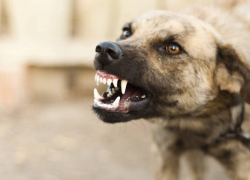Что новороссийцам необходимо делать с агрессивными бродячими собаками
