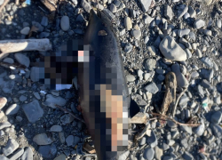 В Южной Озереевке на берегу нашли сразу 4 погибших дельфина 