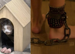 "Отнять гаджеты и посадить на цепь": стать квадробером недорого, но быть им дороже