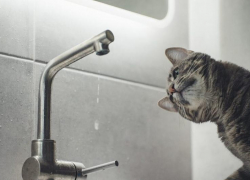 Вечером Новороссйиск останется без воды