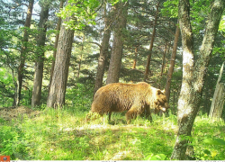 Король лесов Кавказа отмечает свой день — о медведях новороссийцам на заметку