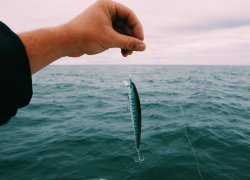 Рыба и креветки подорожают на 15-20%: новороссийцы станут тратить больше денег на морепродукты 