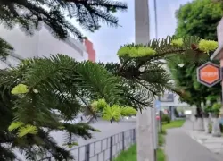 Тельцам совместная работа принесет успех, а Девам не стоит преувеличивать трудности