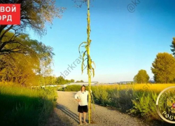 Большая кукурузина! Жительница Кубани вырастила самую высокую в мире  кукурузу