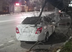 На машину новороссийца рухнуло дерево