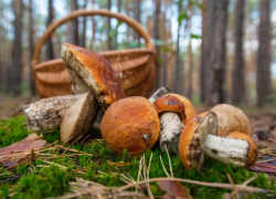 Что делать, чтобы грибная охота не закончилась больницей